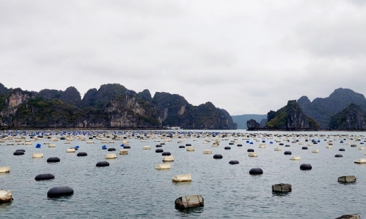 Huyện Vân Đồn: Sau 30/4 không chuyển đổi phao xốp trong nuôi trồng thủy sản sẽ bị xử lý nghiêm 
